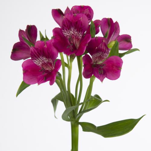 10x Alstroemeria casanova 70cm
