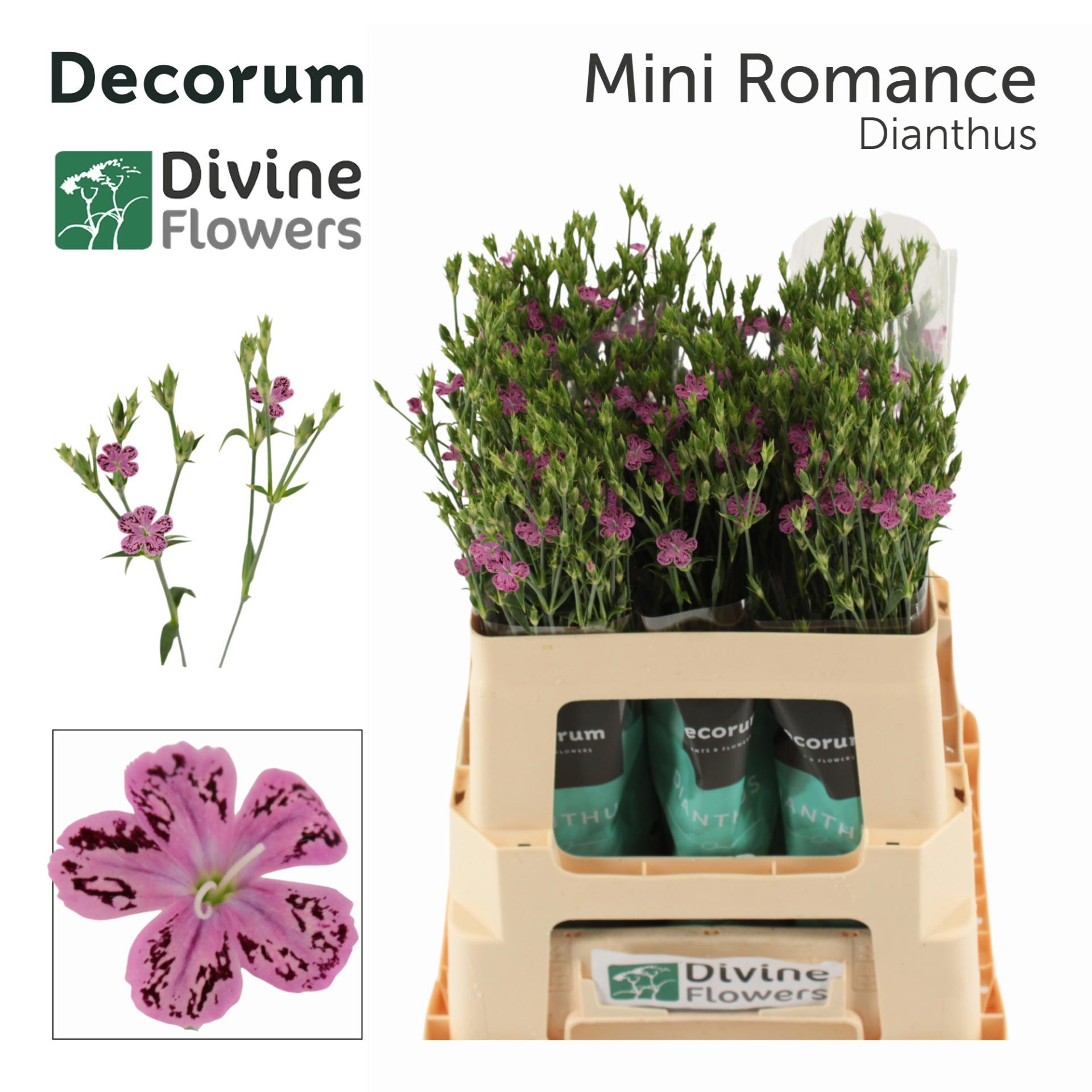 20x Dian.eolo.mini romance 60cm