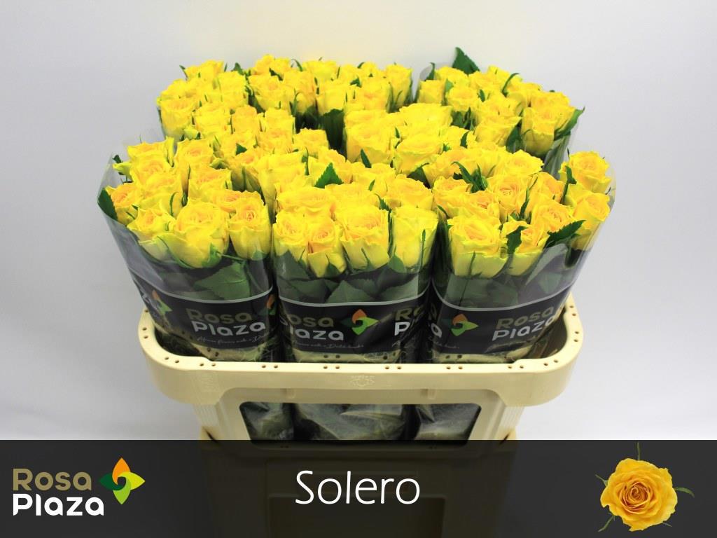 20x Rosa solero 70cm