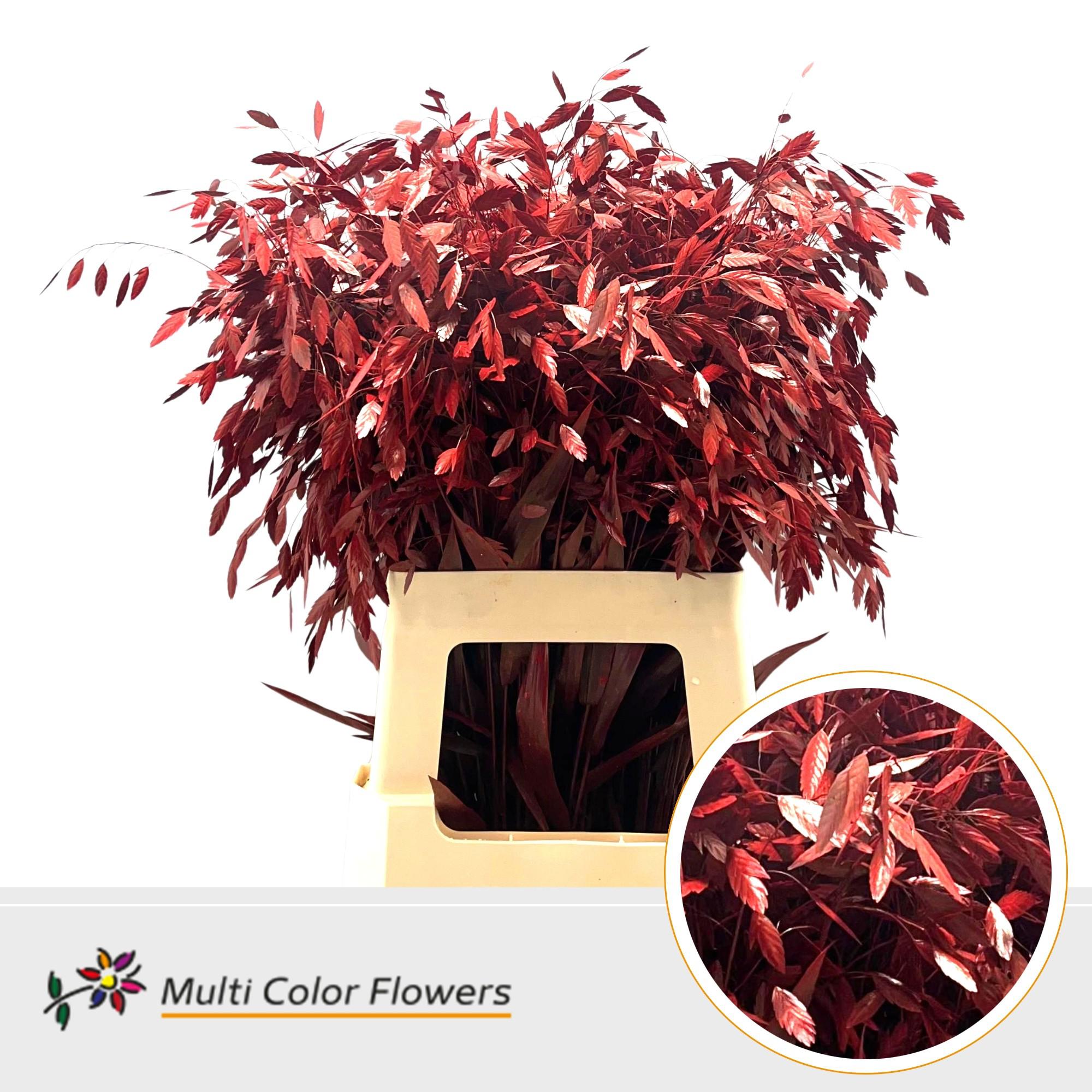 150x Gs chasmanthium rood 70cm