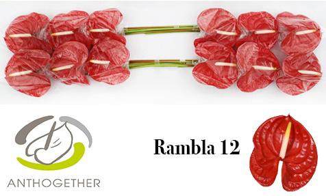 12x Anth.rambla 10cm