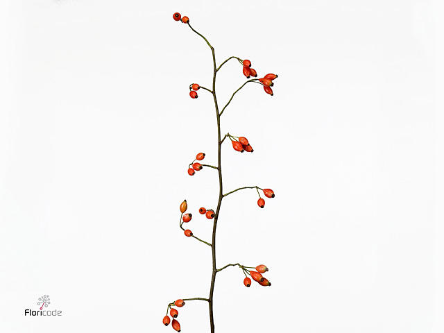 30x Rosa zaffiro 80cm