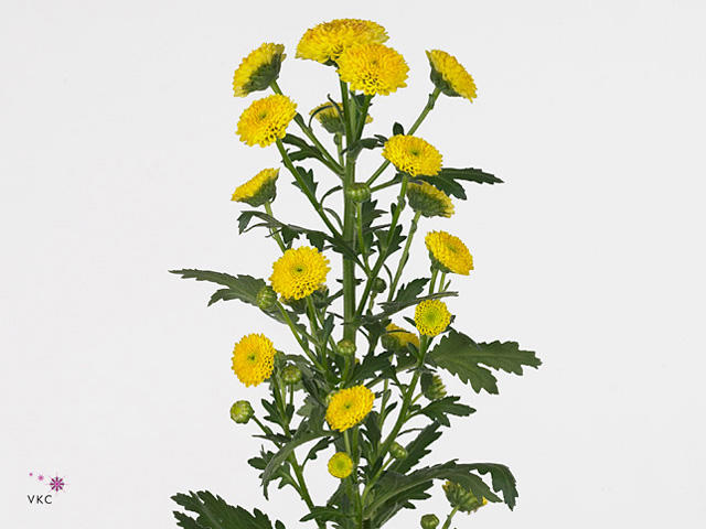 25x Chrysant san.calimero yellow 70cm