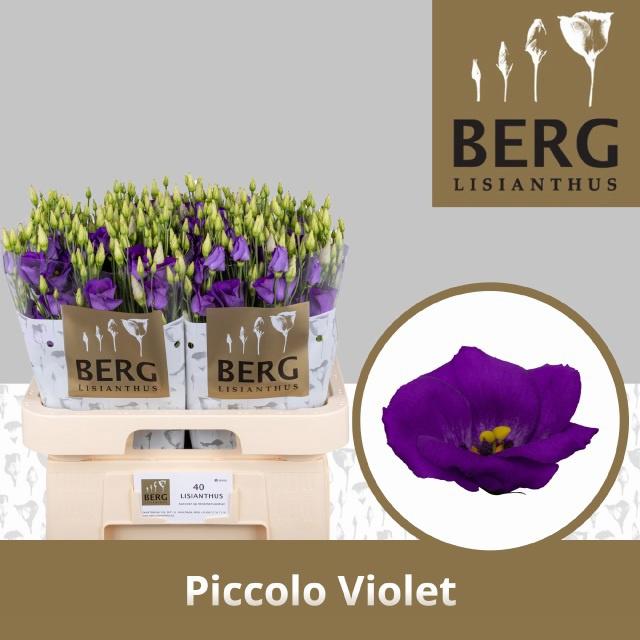 10x Eust.piccolo violet en 70cm
