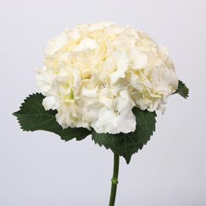 10x Hydr.schneeball 60cm