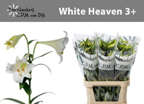 10x Lil.longi.wh.heaven 80cm