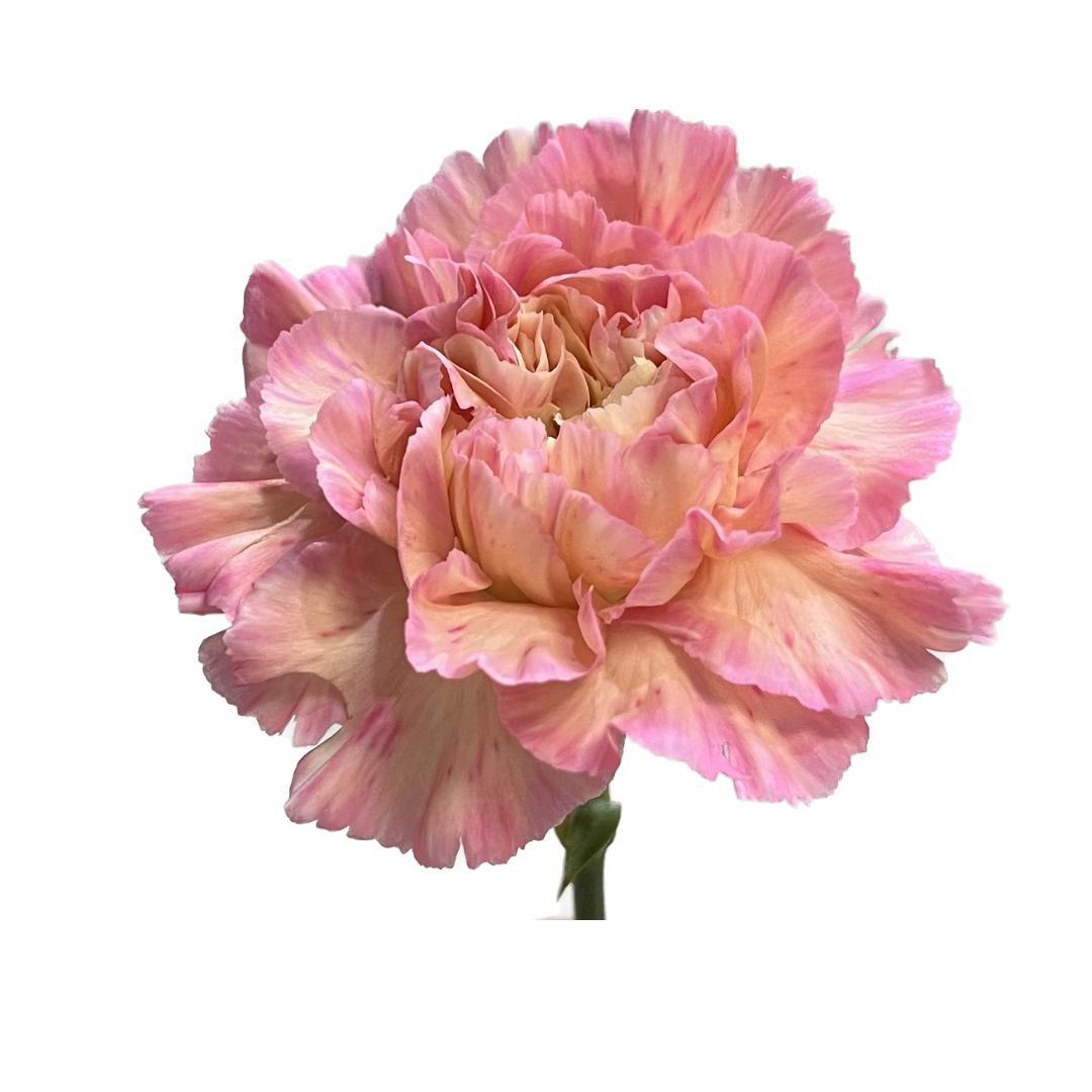 20x Dian.st.minami passion 60cm
