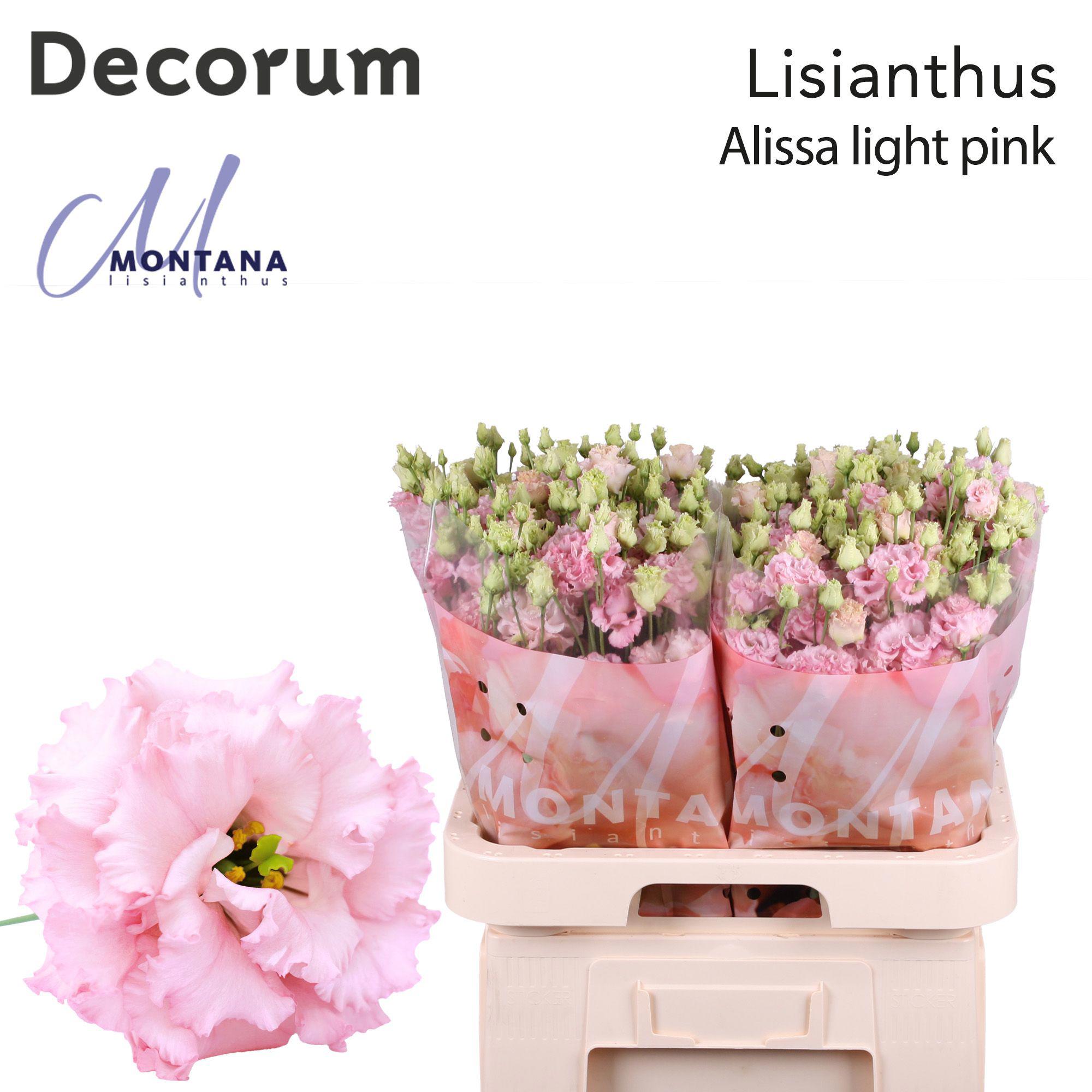 10x Eust.alissa light pink du 70cm