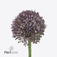 10x Allium pink lady 80cm