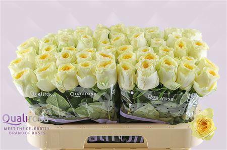 10x Rosa buttercup 60cm