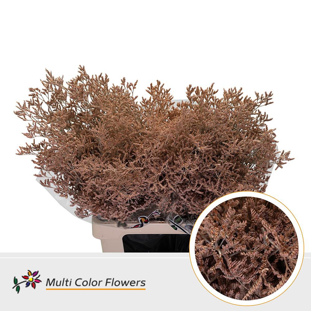 25x Lim. apricot 70cm