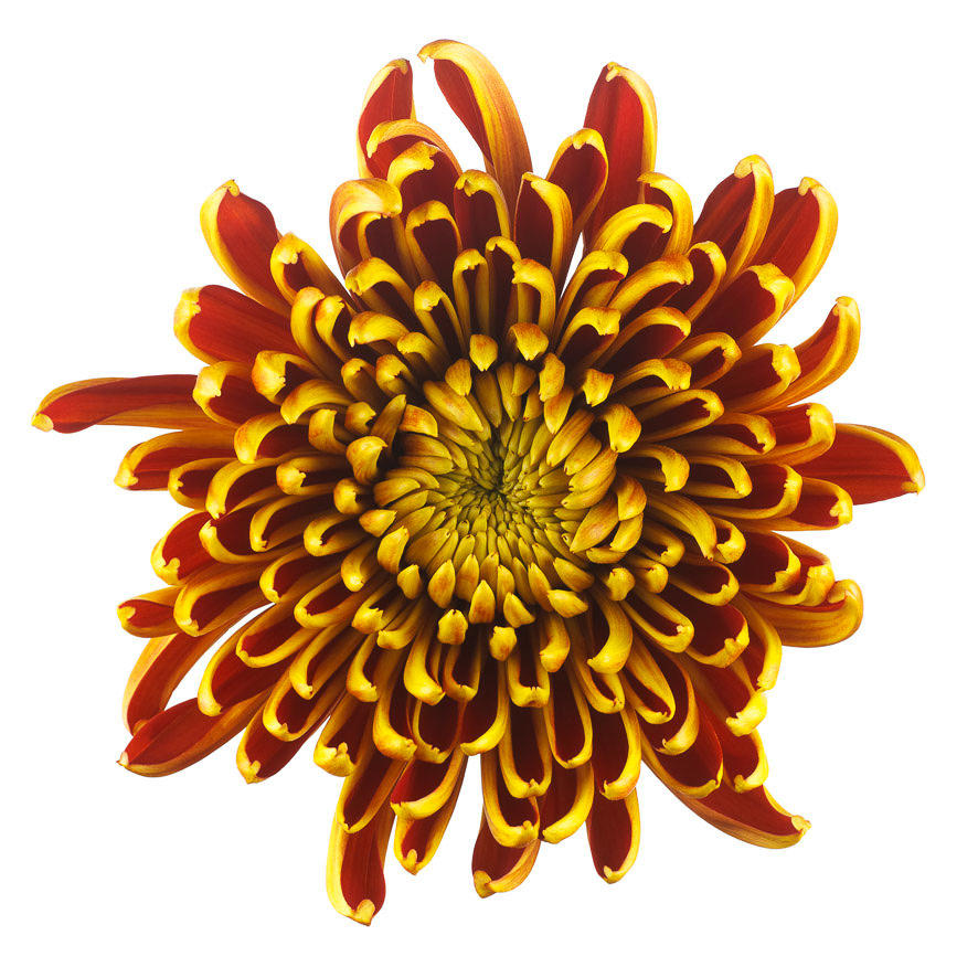10x Chrysant fuego g 70cm