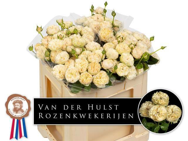 10x Rosa royal champagne 50cm