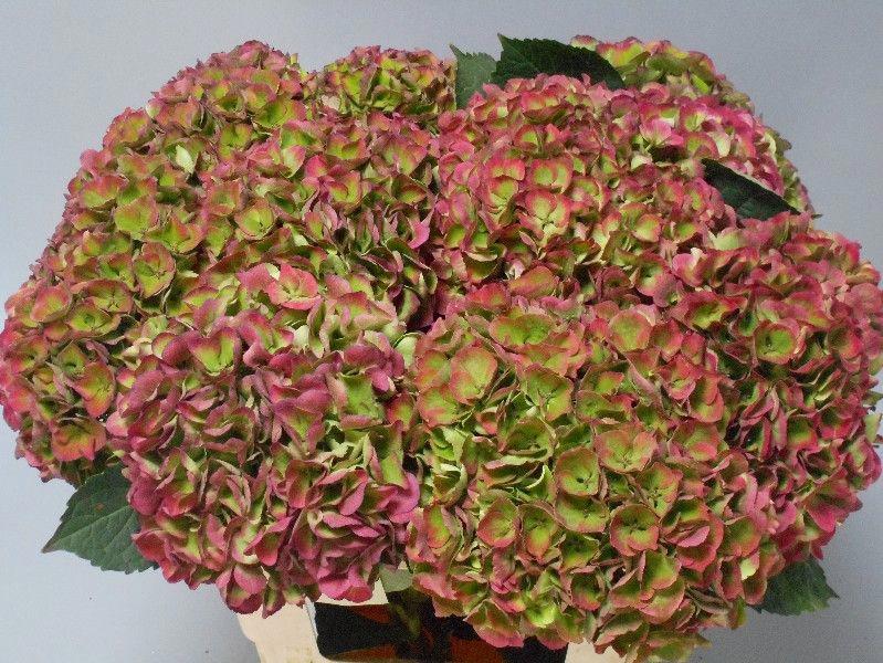 10x Hydr.mag.opal classic 60cm