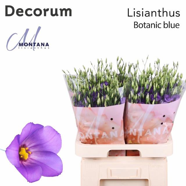 10x Eust.botanic blue en 70cm