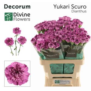 20x Dian.st.yukari scuro 60cm