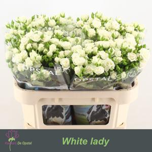 10x Rosa white lady 70cm