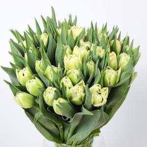 50x Tulipa avant garde du 30cm