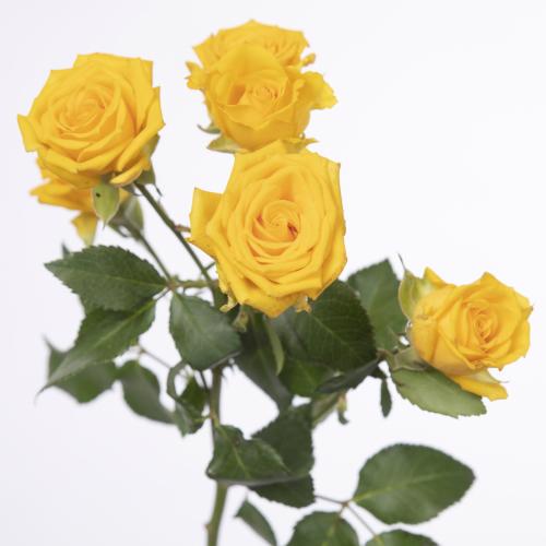 10x Rosa tarantella 50cm