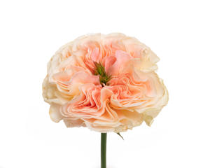 10x Rosa stanley abbey 60cm