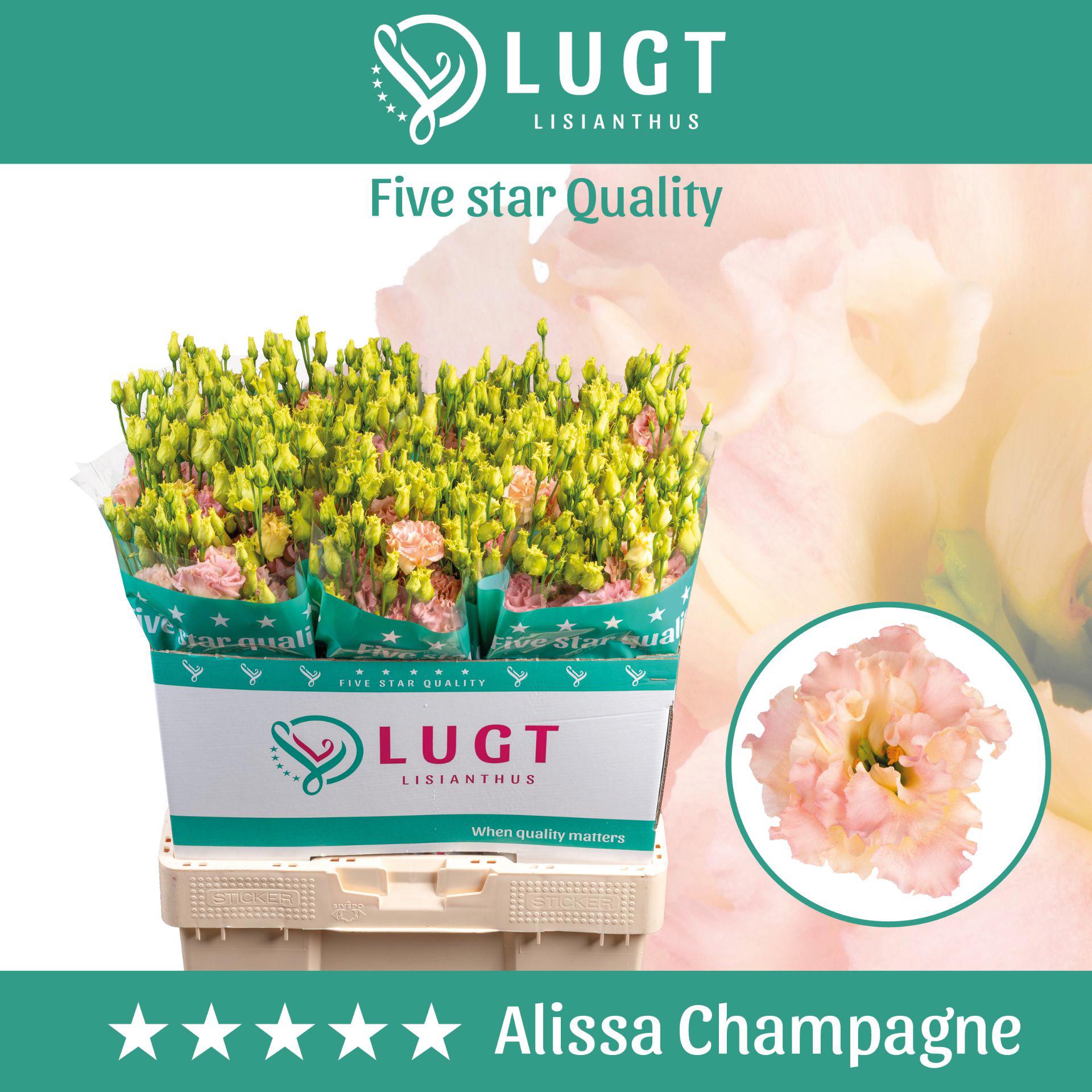 10x Eust.alissa champagne du 70cm