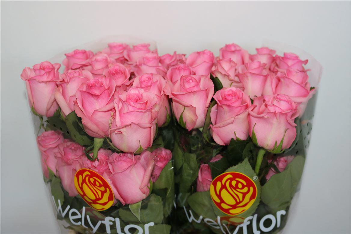 25x Rosa opala 50cm