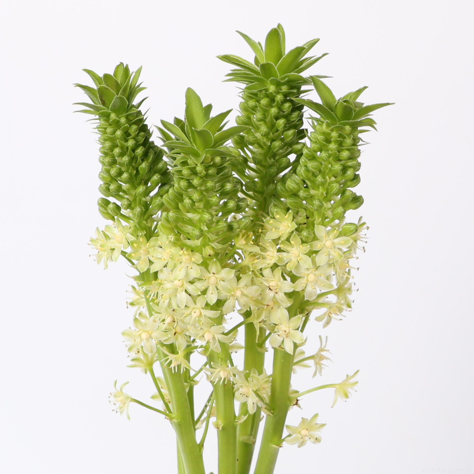 10x Eucomis goliath 80cm