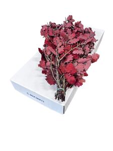 5x Dc quercus rood gestabiliseerd 50cm