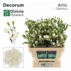 10x Dian.tr.artic 60cm