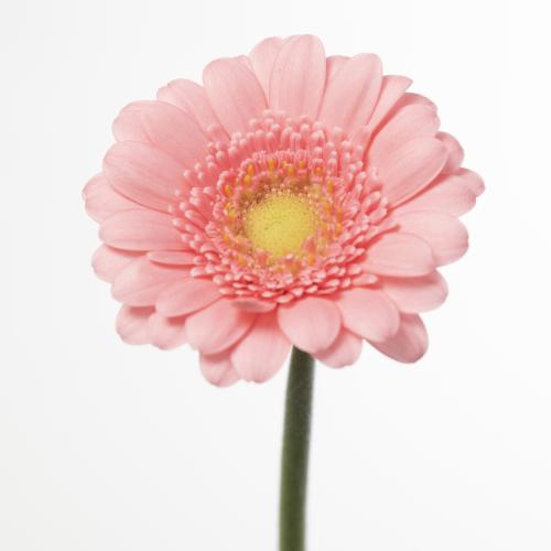 20x Germ.pic.bari 50cm