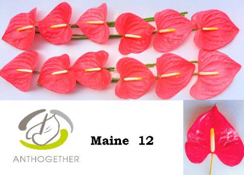 12x Anth.maine 10cm