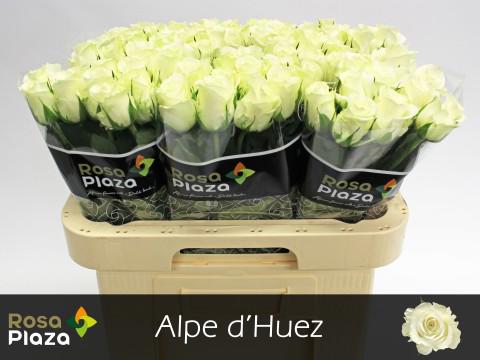 20x Rosa alpe d'huez 60cm