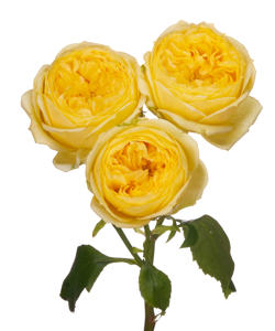 10x Rosa catalina 70cm