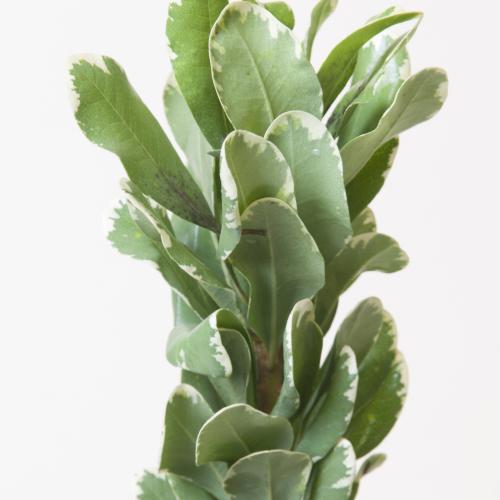 5x Sg pittosp.tobira 50cm