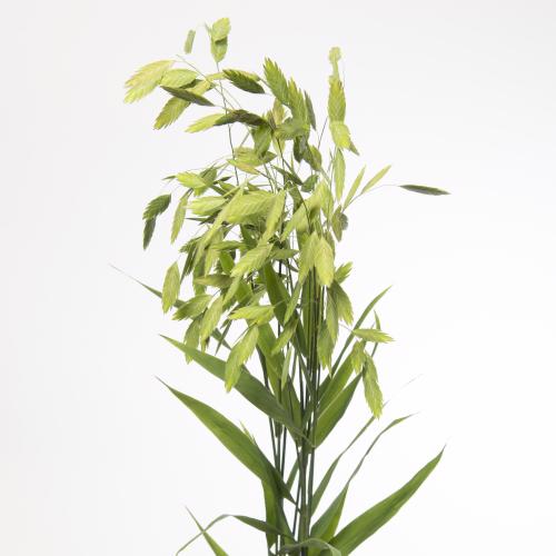 50x Gs chasmanthium latifolum 70cm