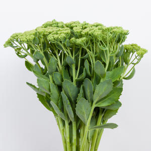 25x Sedum spectabile groen 50cm