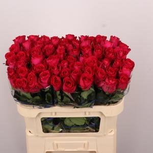 20x Rosa madam cerise 70cm