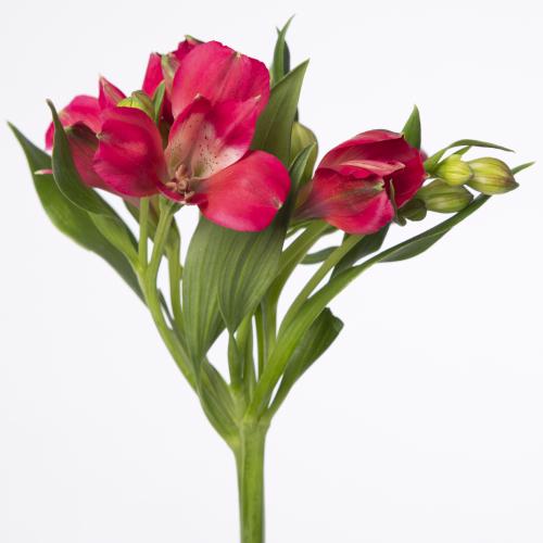 10x Alstroemeria tara 70cm