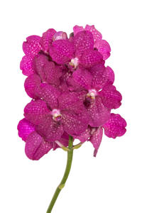 16x Vanda sun.magic fuchsia 20cm