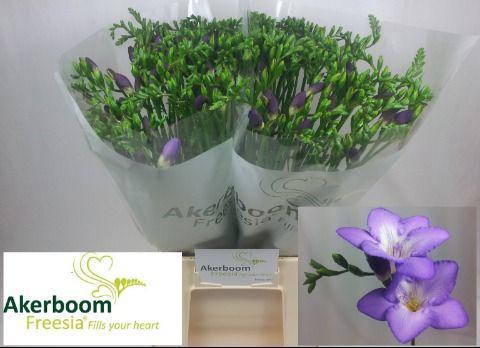 50x Freesia castor en 50cm