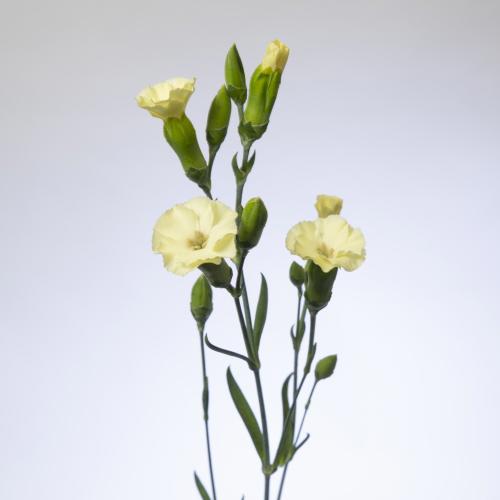 20x Dian.tr.solomio solandis blondfly 60cm