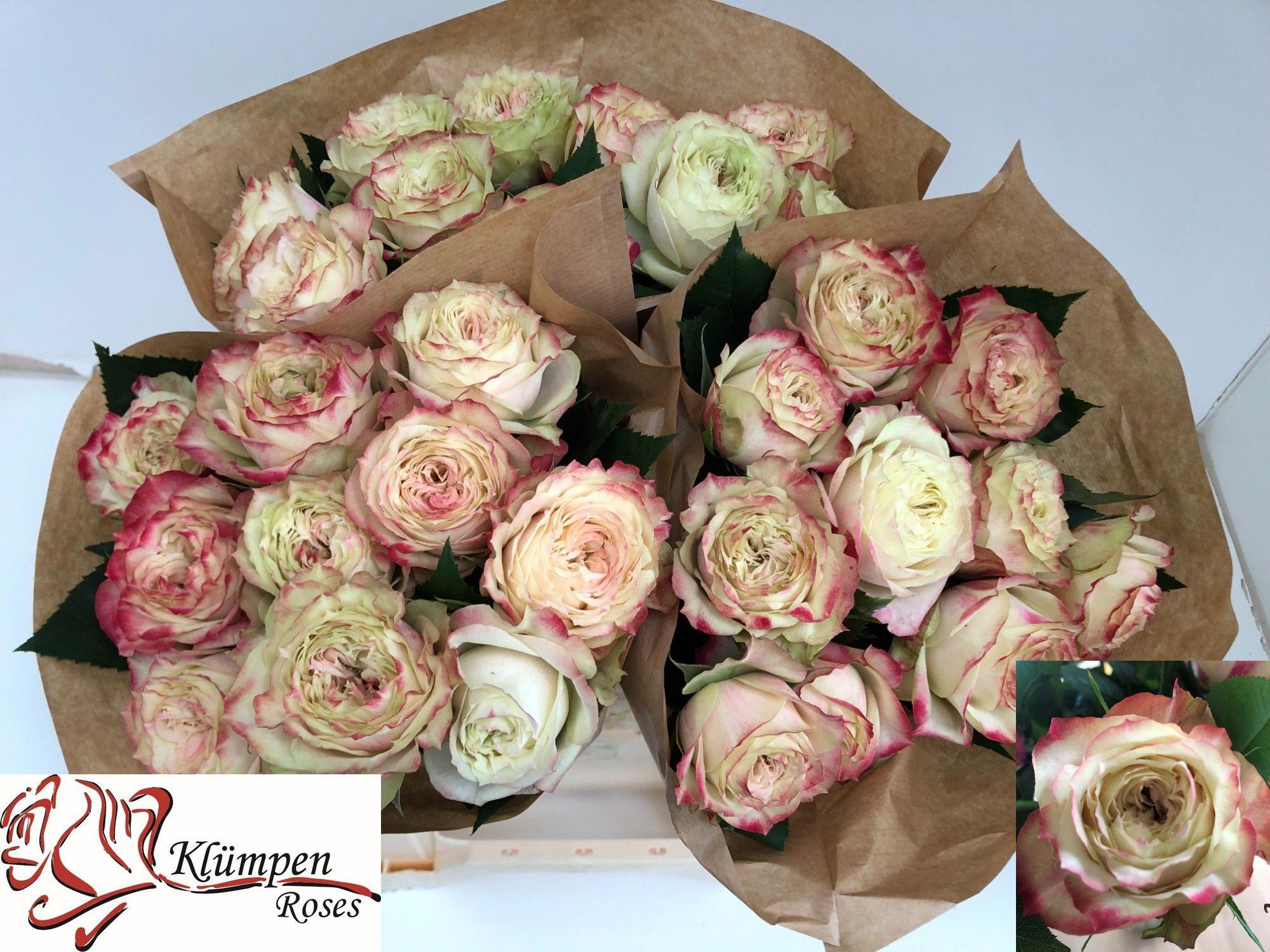 10x Rosa apple jack 40cm