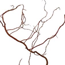 50x Tk salix golden curls 80cm