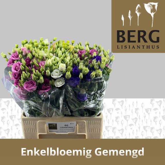 60x Eust.mix var. en 60cm