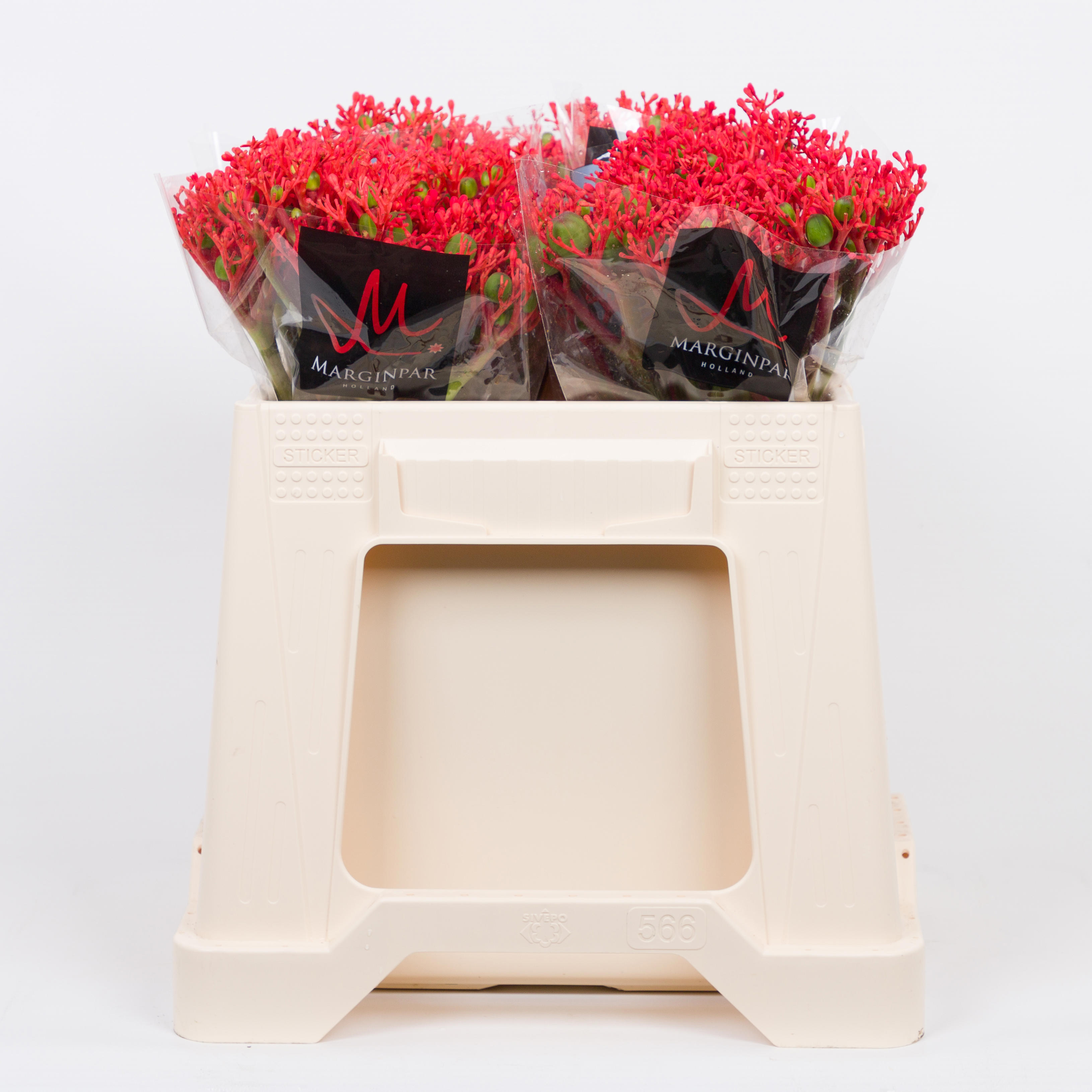 10x Jatropha firecracker 40cm