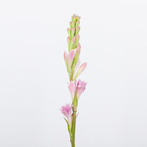 10x Polianthes tub.pink sapphire 70cm