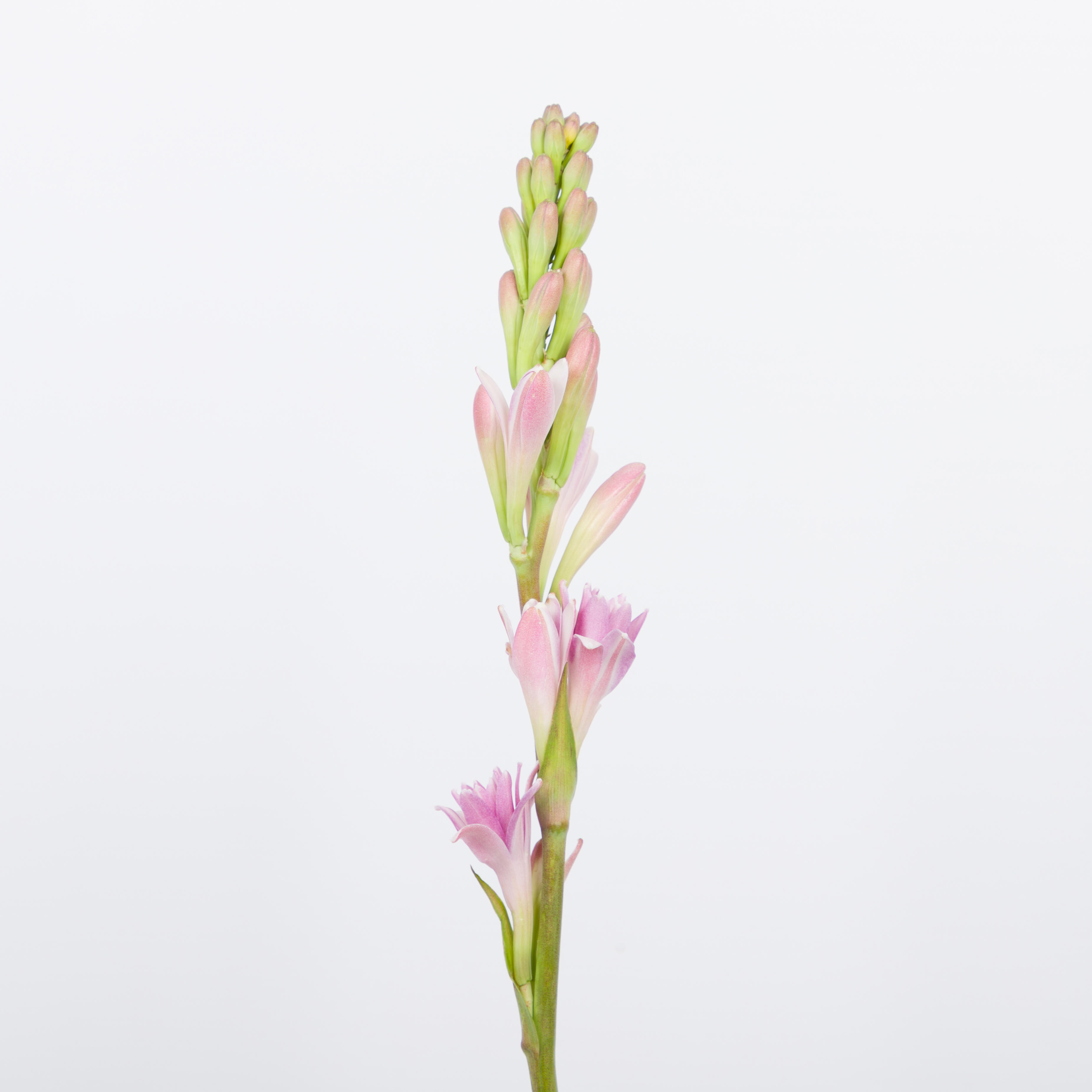 10x Polianthes tub.pink sapphire 60cm