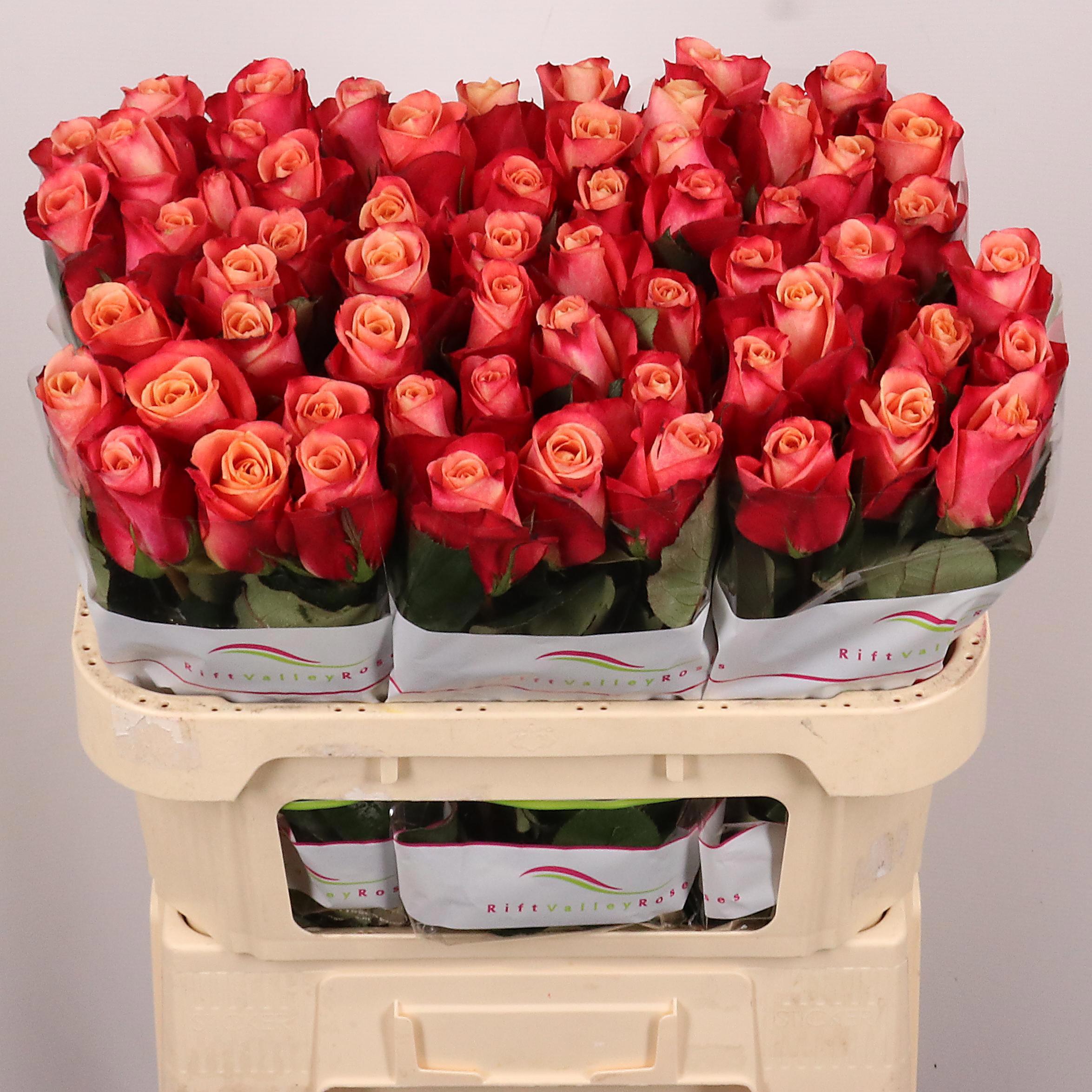 20x Rosa helene 70cm