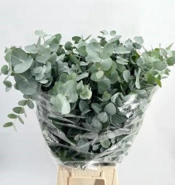 1x Sg eucalyptus cin.(bos) 70cm