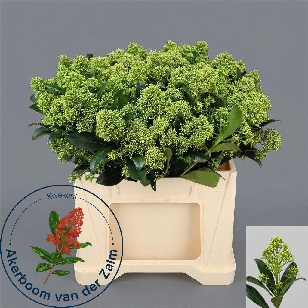 5x Skimmia jap.frank white 40cm